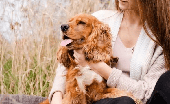 Do Cocker Spaniels shed hair? How to reduce Cocker Spaniel hair loss