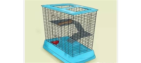 Beginner's guide, 12 steps to teach you how to raise chinchillas correctly