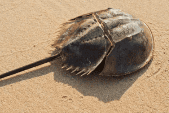 Are horseshoe crabs descended from trilobites?