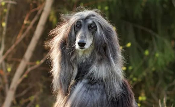 Afghan dogs are popular among foreign celebrities and models. Why are they banned in my country? 