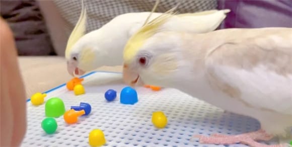 Wrong choice of parrot toys can also harm their health! 