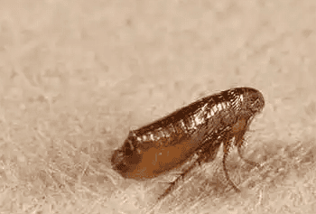 How long do cat fleas stay on humans