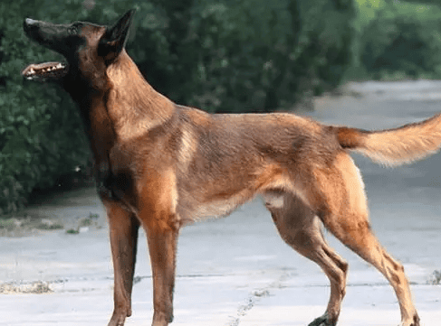 Is it good to breed the offspring of a horse dog and a native dog?