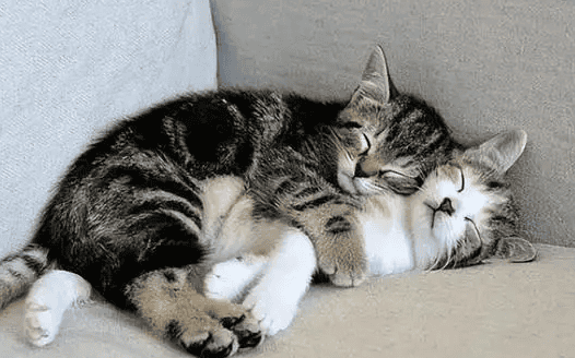 Cats like to sleep next to their owners and often rub against them. Why? 