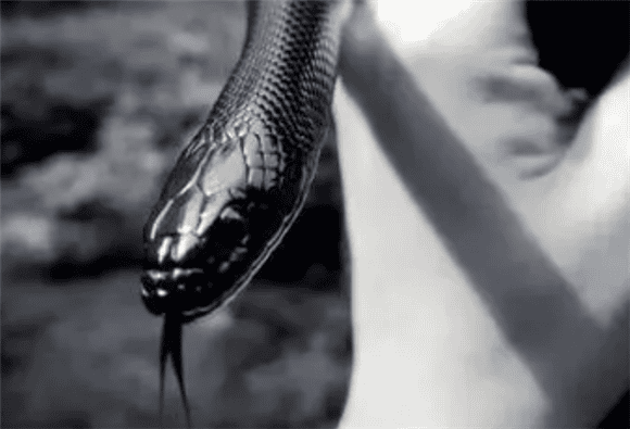 The Mexican black king snake that looks fierce and domineering