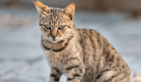 A complete series of analysis of Chinese pastoral cats: Cihua cats