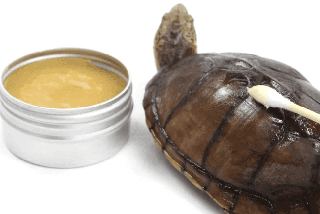 When giving medicine to turtles, these must not be used together!