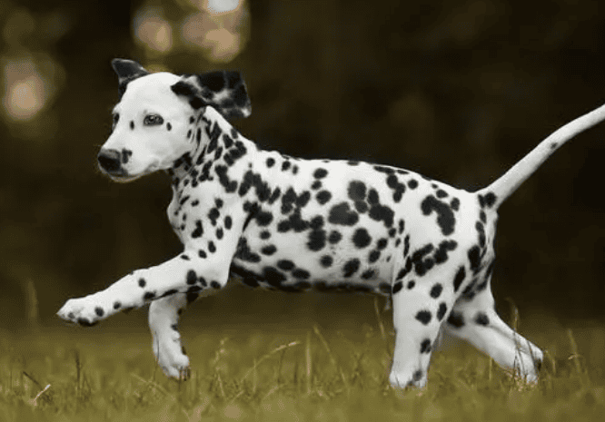 The trainability of Dalmatian dogs requires attention to methods and techniques