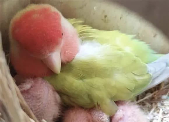 Egg blockage - a brief introduction to parrot diseases