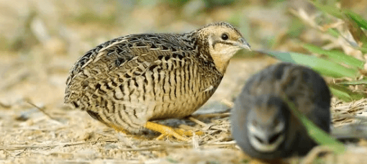 Does excessive body weight of quails before laying affect egg production rate? 