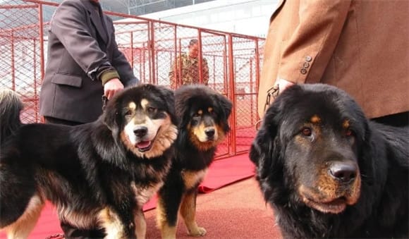 Which one is better, Pit Bull or Tibetan Mastiff? Who is the real king of fighting dogs? /p><p>5. Competition results and reputation</p><p>In dog fighting competitions, pit bulls and Tibetan mastiffs both performed well. Pit bulls have repeatedly won success in dog fighting competitions in America and have become the victors of many competitions. In Asia, Tibetan Mastiffs have also attracted much attention for their excellent fighting power and powerful image. </p><p>Determining which dog breed is superior is subjective, as each dog has its own unique personality, abilities, and performance. Some people believe that the agility and endurance of pit bulls make them the best fighting dogs; others believe that the strength and majestic image of Tibetan mastiffs are superior. </p><p>It can only be said that pit bulls and Tibetan mastiffs are both very excellent and unique dog breeds, each with a large number of fans and supporters. Which dog breed you choose depends on personal preferences, needs and circumstances. Whether you choose a Pit Bull or a Tibetan Mastiff, you need to be prepared and give them the proper training and care. When choosing a pitbull, always make sure they are legal and responsible pets and respect the welfare and rights of the animals. </p>                        
        </div>
        <!-- 上下页 -->
        <div class=