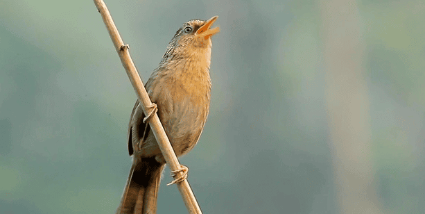  How to tell the volcanic nature of thrush? 