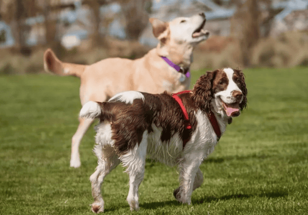 Several ways dogs feel lonely, pet owners should not ignore them , otherwise the consequences will be more serious