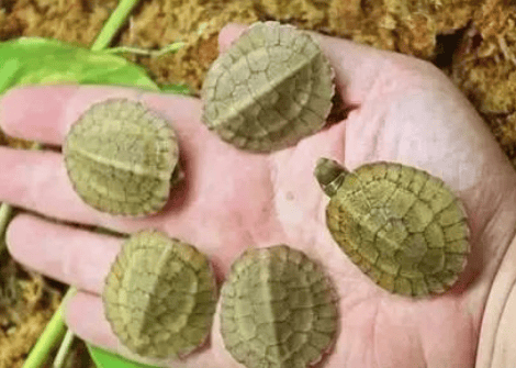 A brief discussion on the reasons why turtle seedlings bite each other's tails