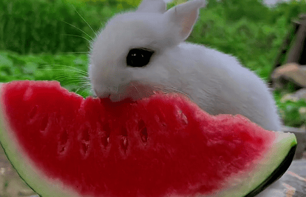 Can rabbits eat watermelon? What should I do if I eat it secretly? 