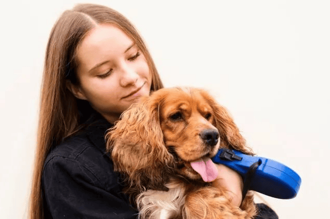 Do Cocker Spaniels shed hair? How to reduce Cocker Spaniel hair loss