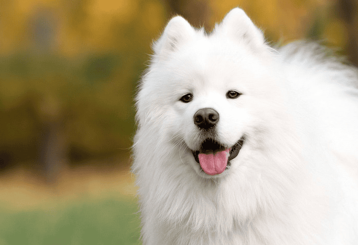 Are Samoyeds suitable for domestic breeding? Their lively temperaments are suitable for domestic breeding