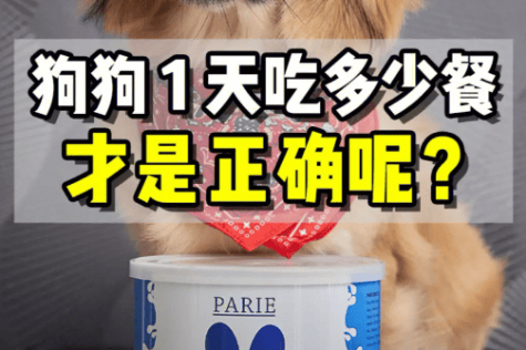 The secret of how much food a dog should eat in a day