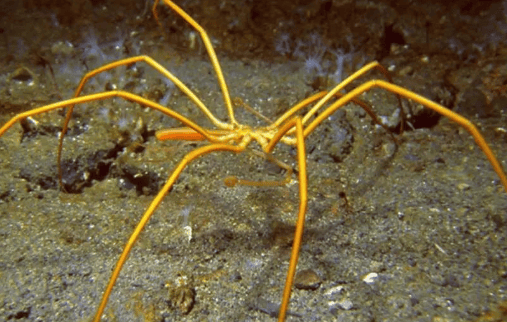 The sea spider has spent 450 million years proving that as long as there is enough waste, There are no natural enemies