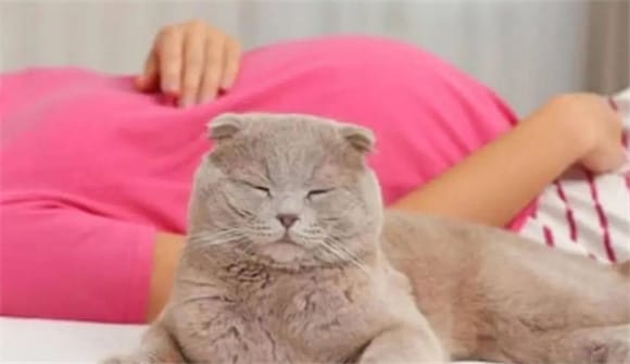  Popular Science Lecture | Can't you raise a cat when you are pregnant? 