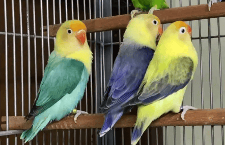  Peony parrots squeak while sleeping