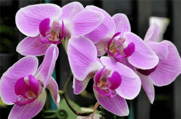 Cultivation methods and precautions of Phalaenopsis, 6 key points Let Phalaenopsis orchids bloom in pots, collect them quickly