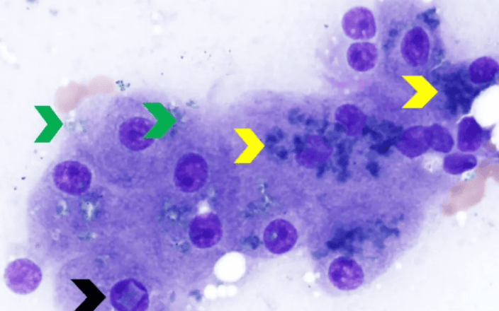 Canine and Feline Cytology: Common Hepatic Cytochromes