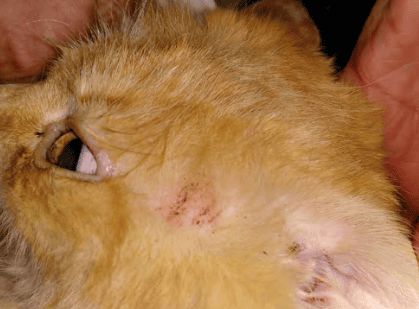  How to differentially diagnose feline alopecia? 