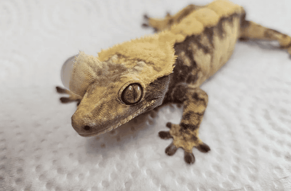 Ciliary angle gecko's eyes swelled into 