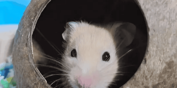 A must-read for cute pets, the secret guide to raising golden bear hamsters! 