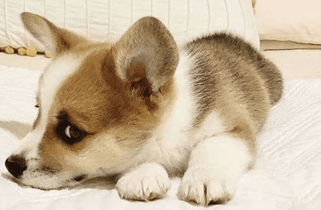 What are the common coat colors of Corgi puppies? Come and see which one you like! height=