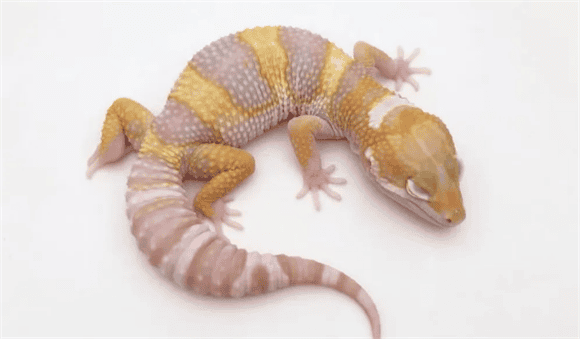 Leopard Guidelines for handling the food refusal of tattooed geckos