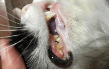  Cat oral disease - periodontitis