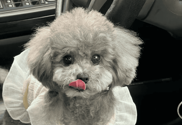 Teddy dog: the heart-warming little angel in the cute pet world