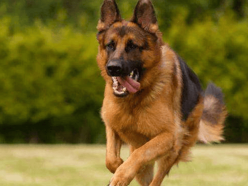 Picture comparison of the difference between black-backed dogs and German shepherds