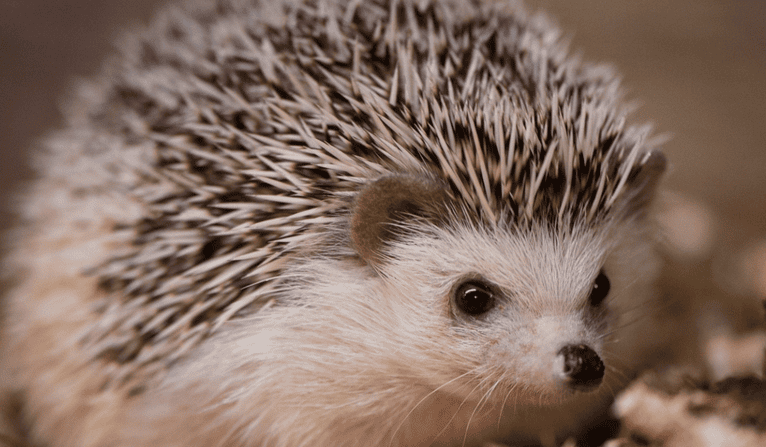 How much do you know about hedgehogs?