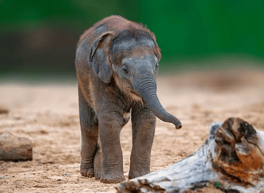 Natural causes of death of elephants: Why don't elephants die of old age? 