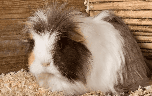 Revealing the reproductive cycle of guinea pigs and easily mastering breeding techniques