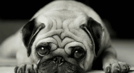 What is the difference between a bulldog and a pug?