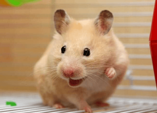  Is hamster's love for running wheels a stereotype caused by captivity? 