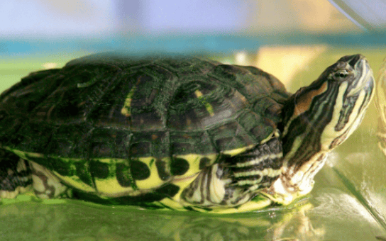  There are so many benefits to raising turtles at home, but many people don't know? 