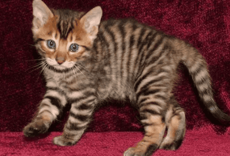 California cats How to raise a Californian cat