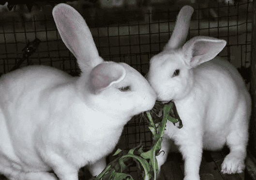 What are the symptoms of nutritional imbalance and vitamin deficiency in female rabbits?