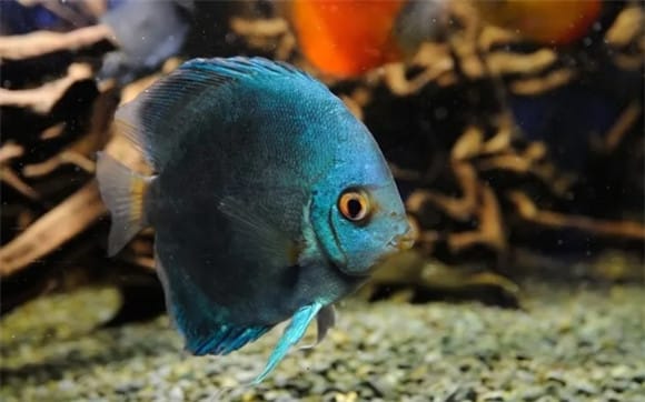  Why is it not recommended to raise mini parrot fish? 