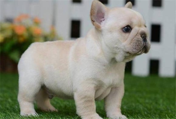 Special A good-looking short-haired dog breed