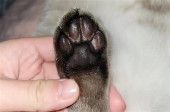 Do cats have to shave their feet?