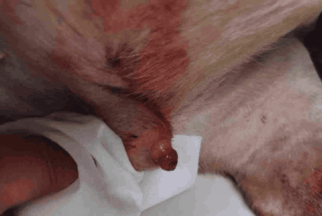 Pictures of inflamed, red and swollen dog chicks