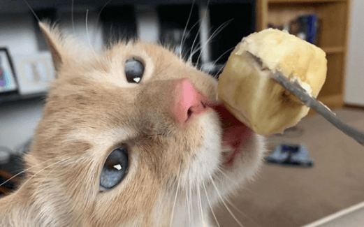 Can cats eat bananas? How much is appropriate to feed at one time?