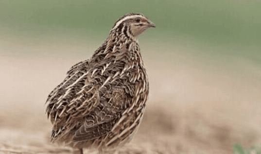 The nutritional value and consumption suggestions of quail meat