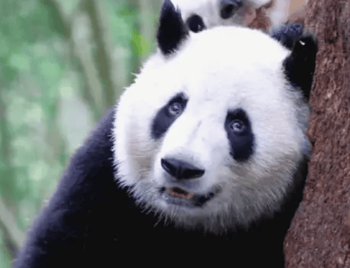 Giant panda, an important cultural symbol of China and a world natural heritage